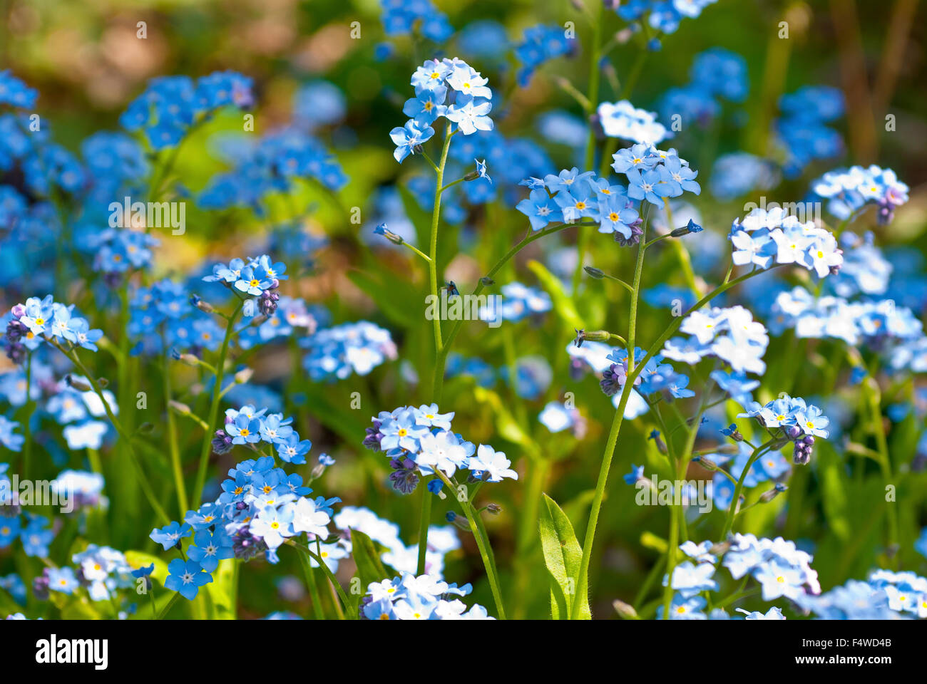 Flowering Forget-me-not (Myosotis sp.) in sunlight, Lower Saxony, Germany Stock Photo