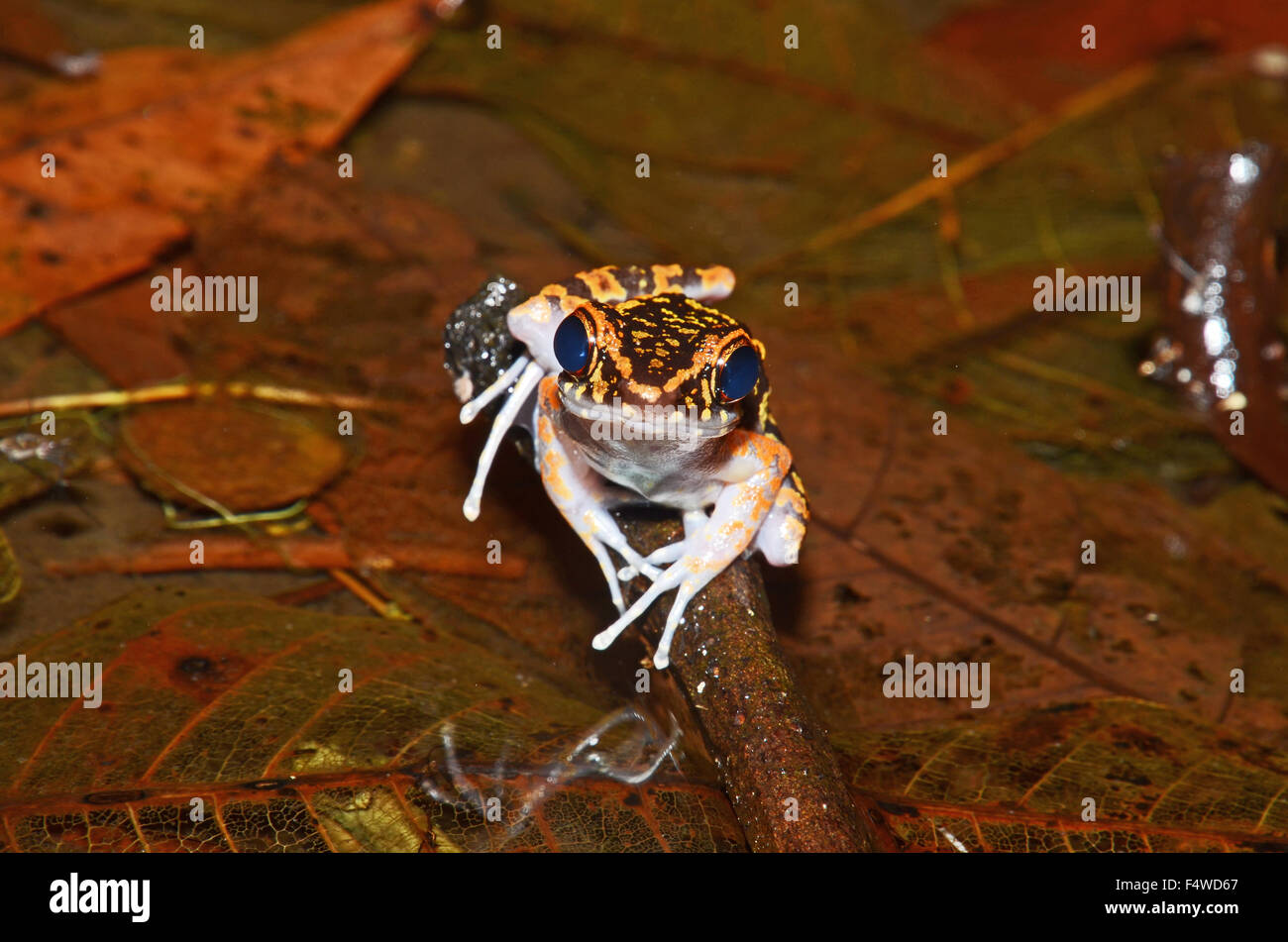Spotted Stream Frog (Hylarana picturata), Gunung Gading National Park, Malaysia Stock Photo