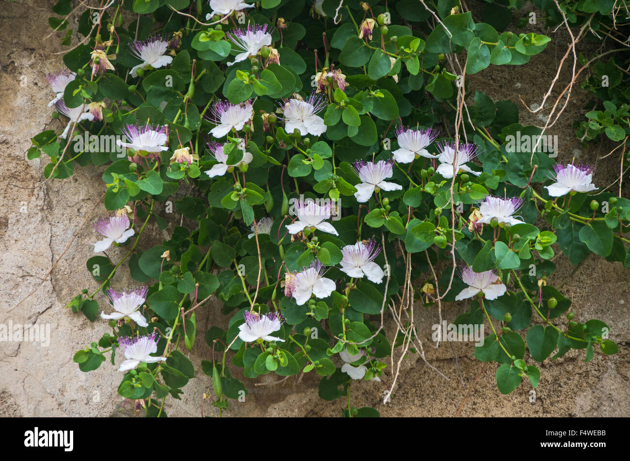 Bees on the caper plant in full bloom along the walls of the castle in the Tuscan site of Populonia Stock Photo