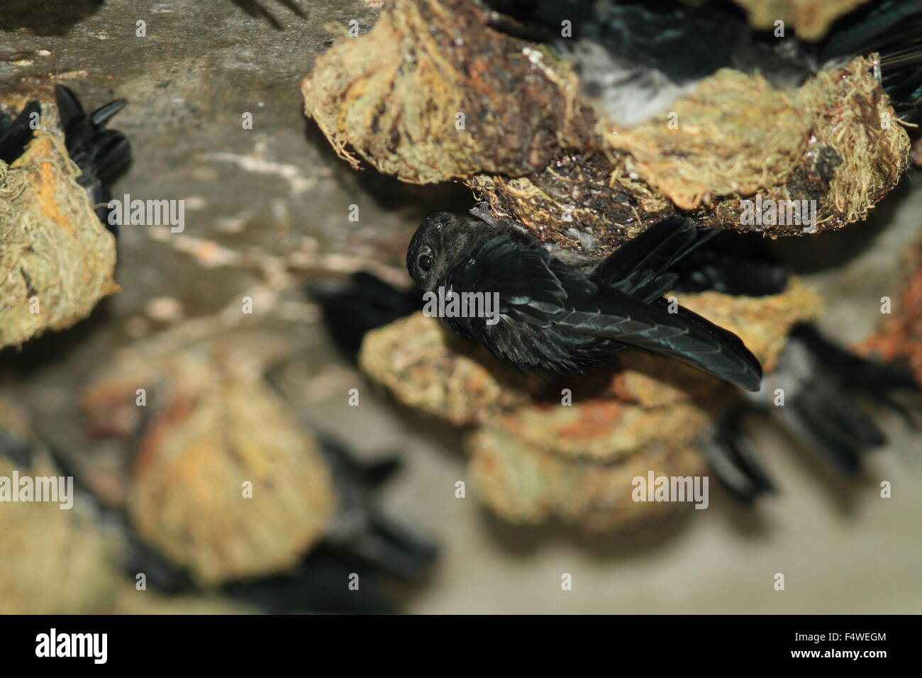 Glossy Swiftlet (Collocalia esculenta) nesting in Malaysia Stock Photo