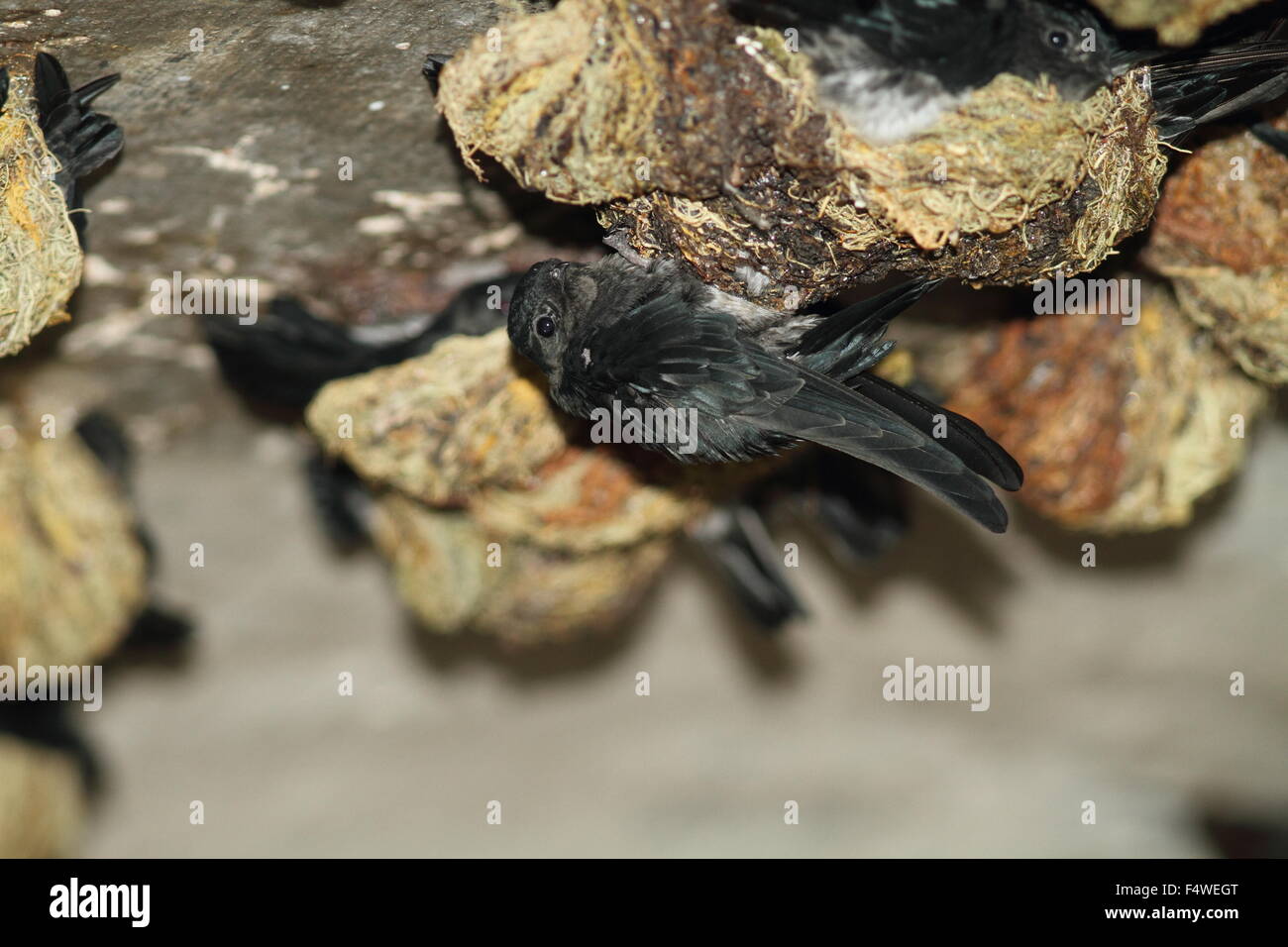 Glossy Swiftlet (Collocalia esculenta) nesting in Malaysia Stock Photo
