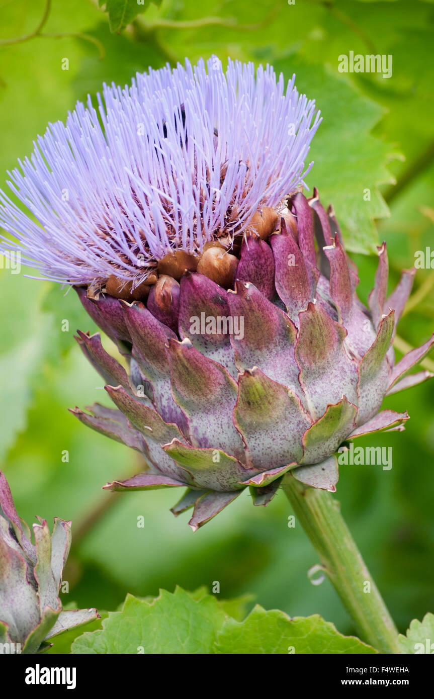Cynara scolymus hires stock photography and images Alamy