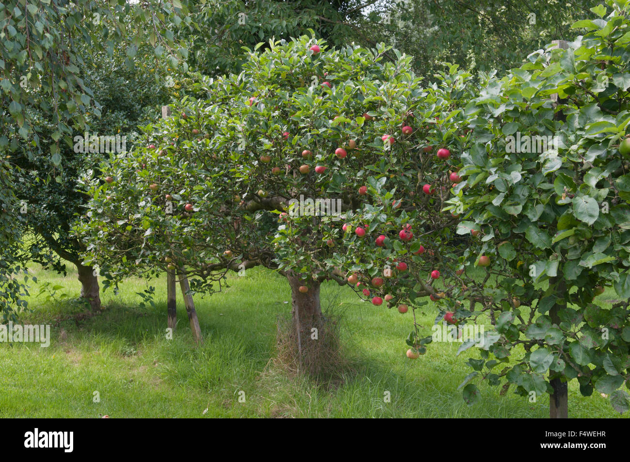 APPLE DISCOVERY Stock Photo