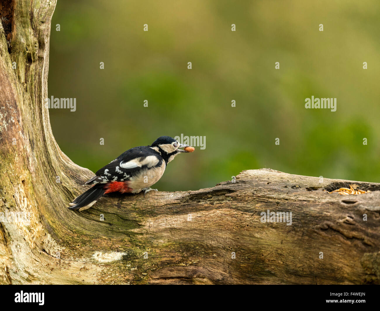 Great Spotted Woodpecker (Dendrocopos major) foraging in a natural woodland setting. 'Isolated, presenting a peanut in its beak' Stock Photo