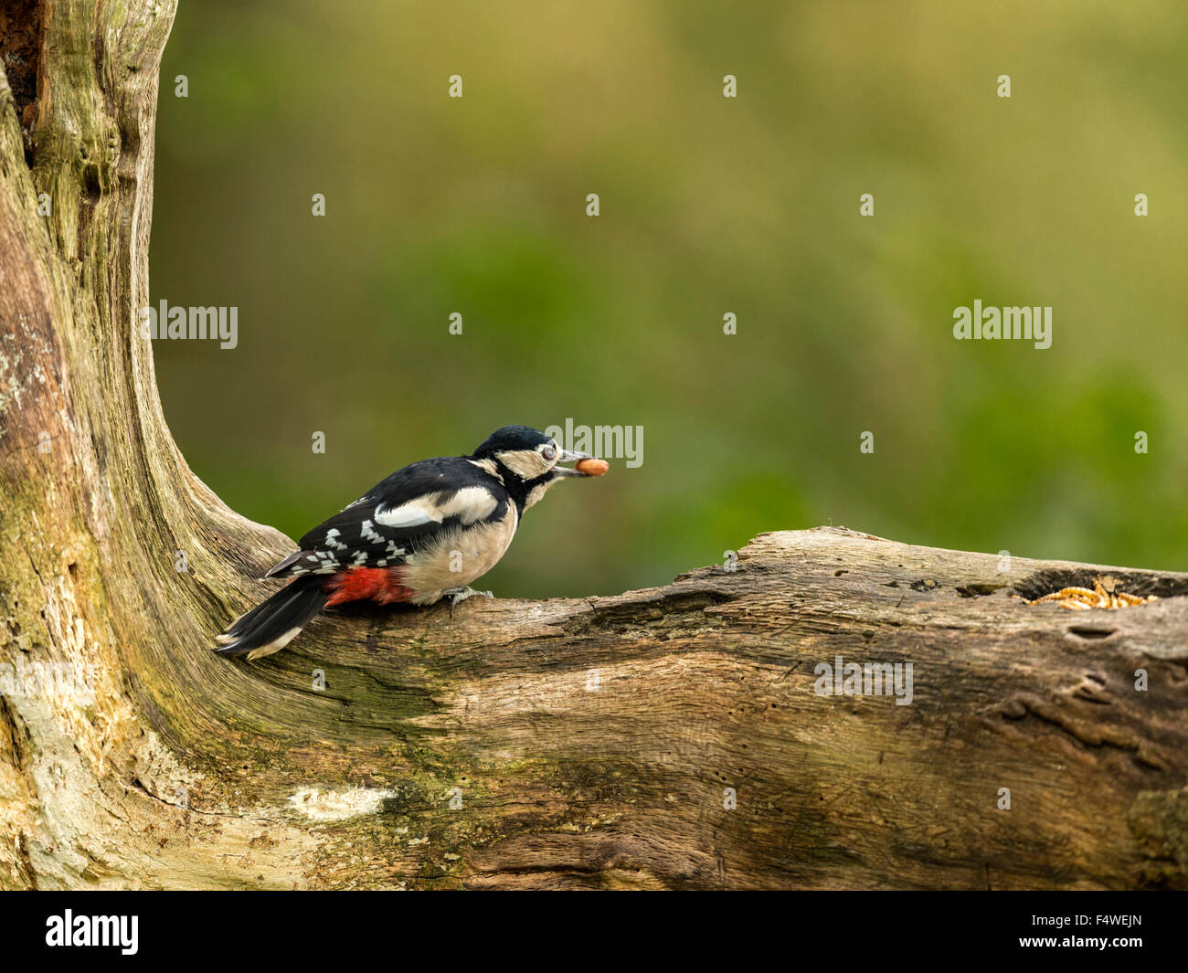 Woodland hotsell woodpecker shoes