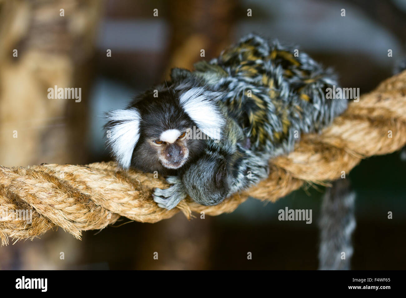 common marmoset . Scotland wildlife centre.  callithrix jacchus Stock Photo