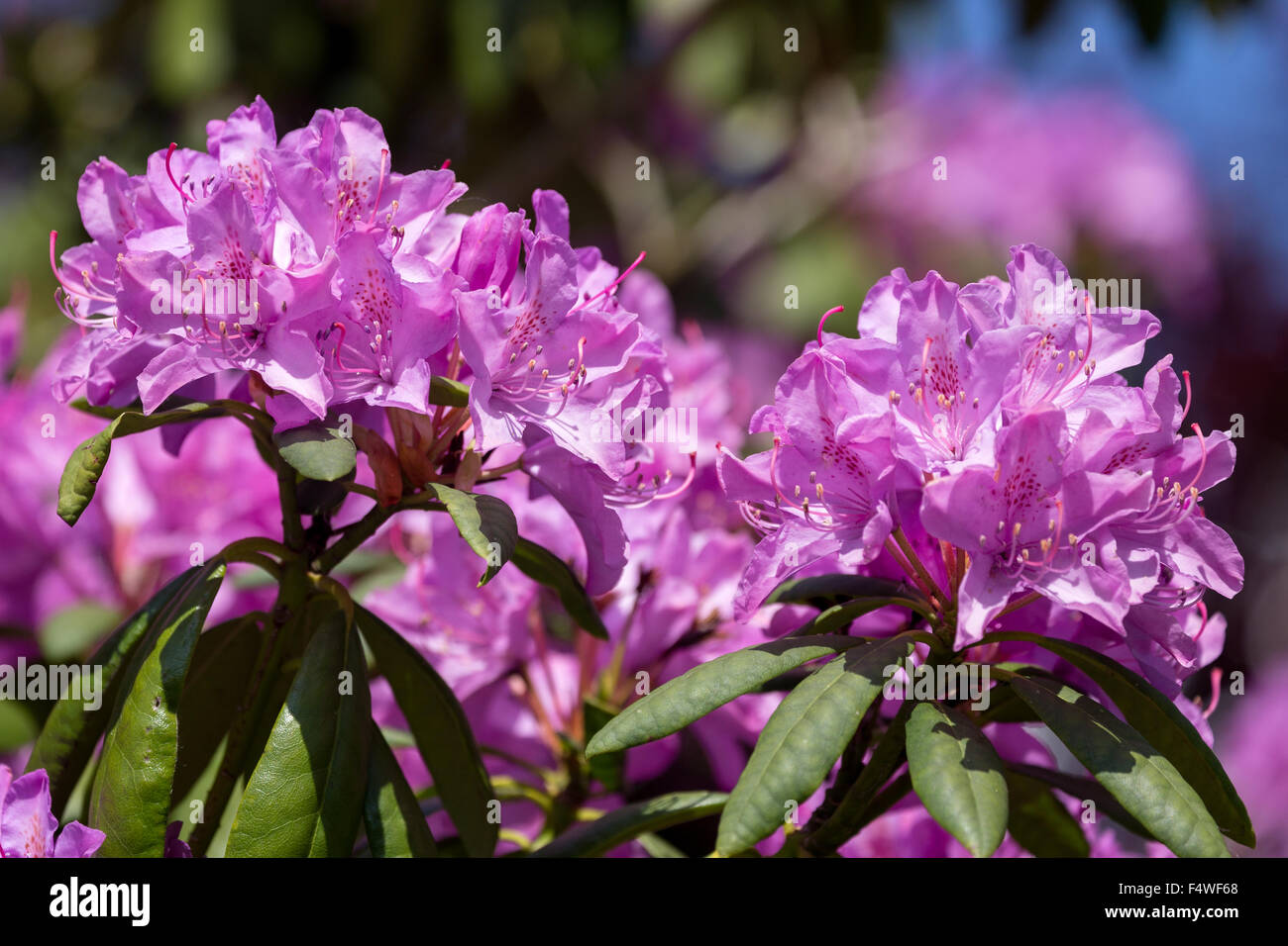 Spring Rhododendron Purple spring rhododendron blossom Stock Photo - Alamy