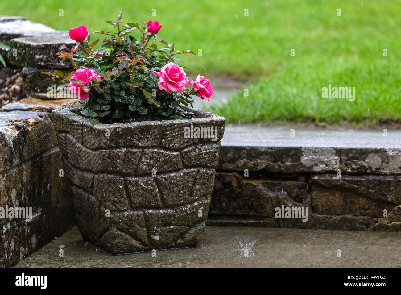 Falling summer rain on a garden rose. Salisbury England UK Stock Photo ...