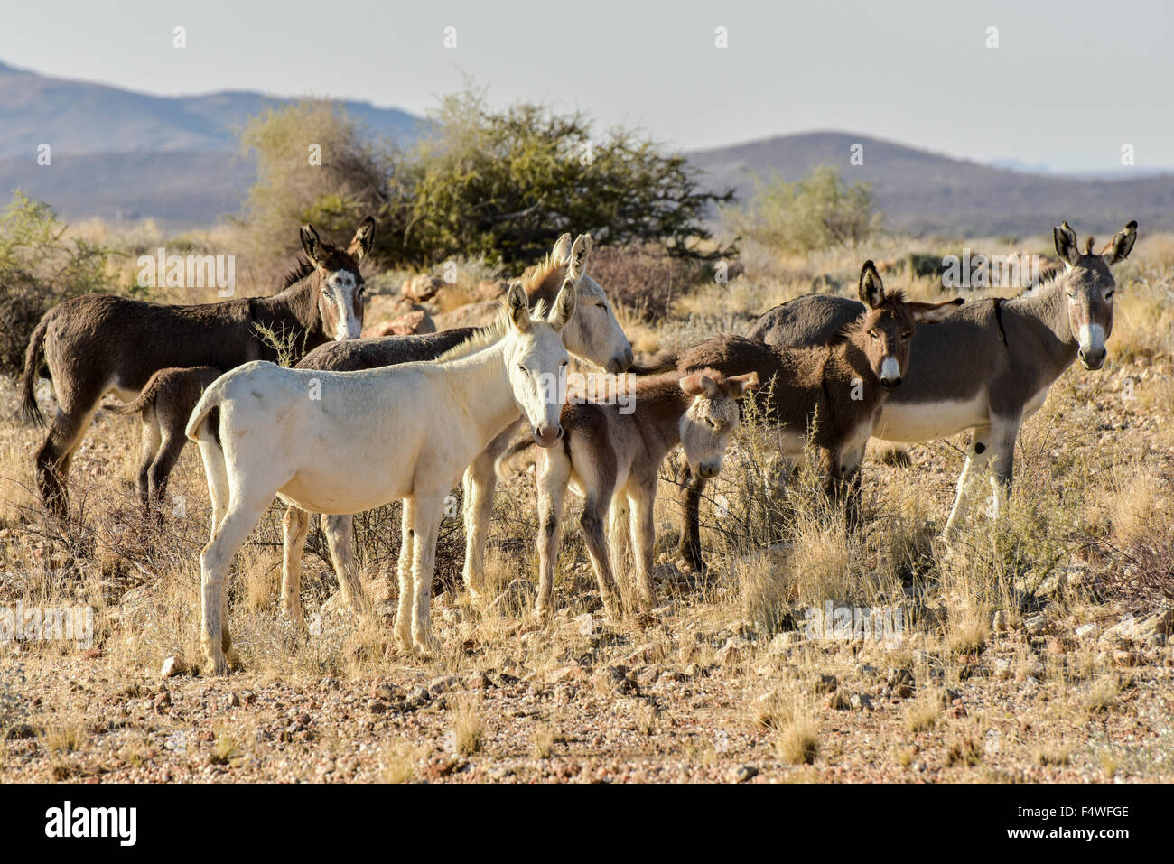 Africa african donkey wild hi-res stock photography and images - Alamy