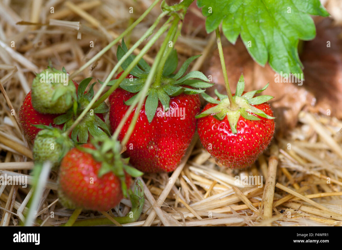 STRAWBERRIES RESTING ON STRAW Stock Photo Alamy