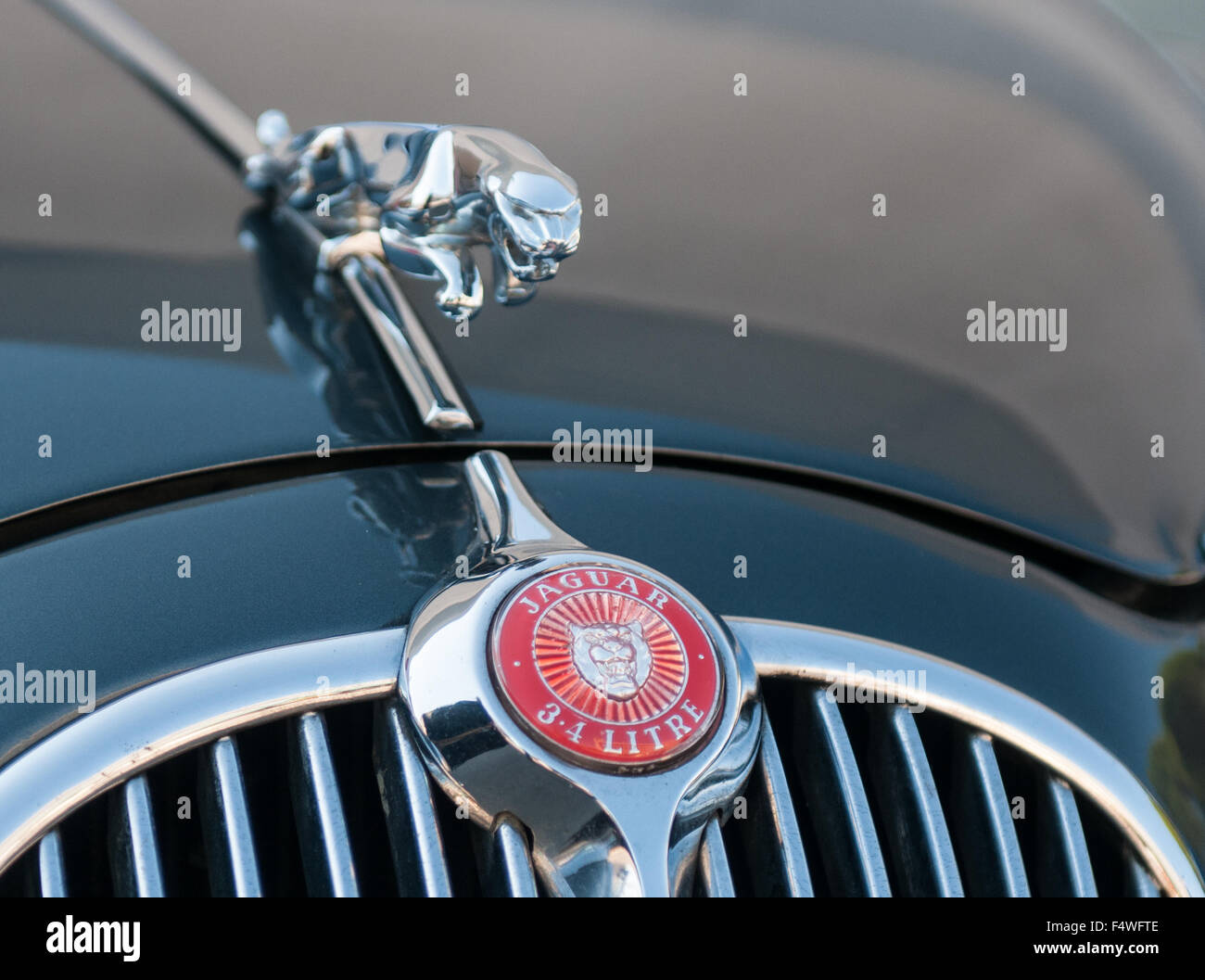 Leaping Jaguar  and logo on classic Jaguar car at the International Exhibition of vintage motoring in Europe, Padova Italy Stock Photo