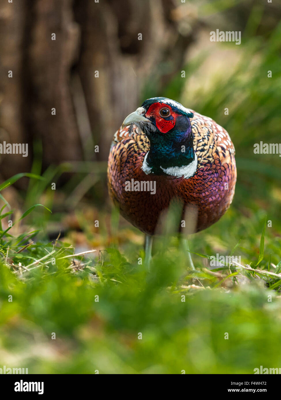 Beautiful Male Common British Pheasant (Phasianus colchicus) foraging in natural woodland forest setting. Stock Photo