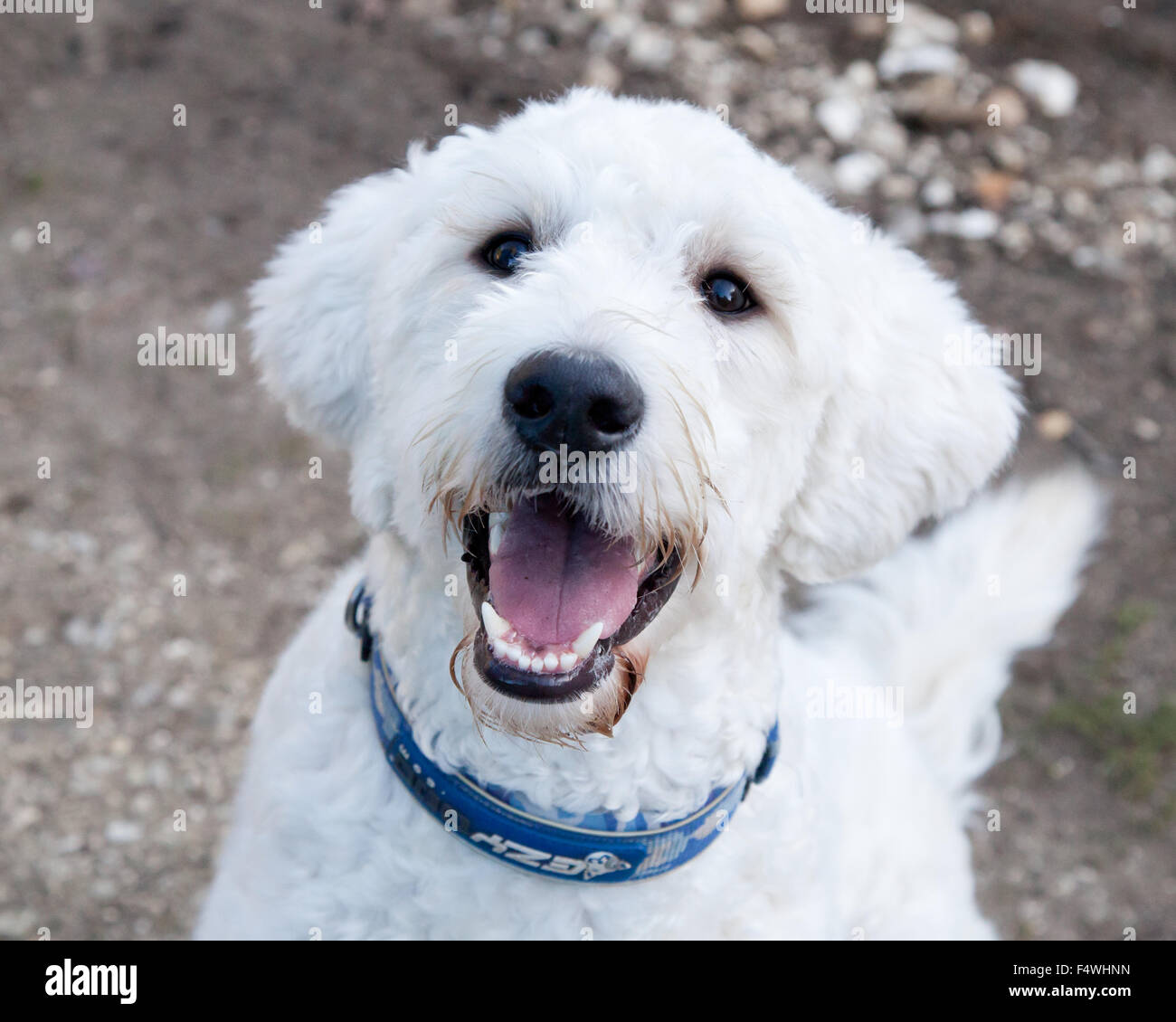 Lab Cross Labradoodle White light colored labradoodle Labrador poodle cross dog Stock Photo ...