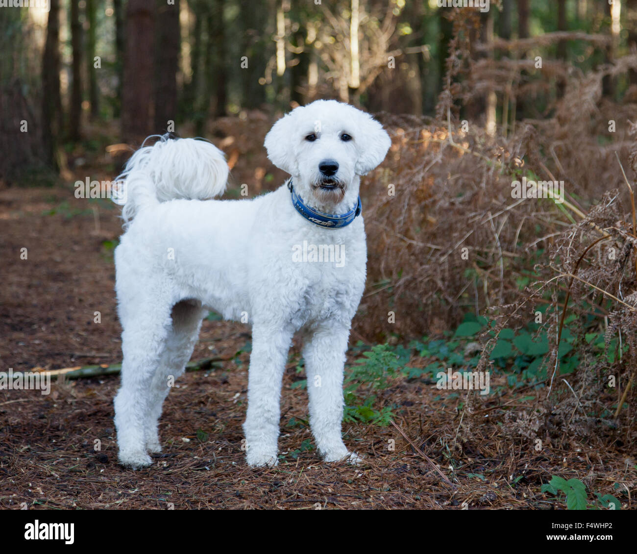 White light colored labradoodle Labrador poodle cross dog Stock Photo -  Alamy