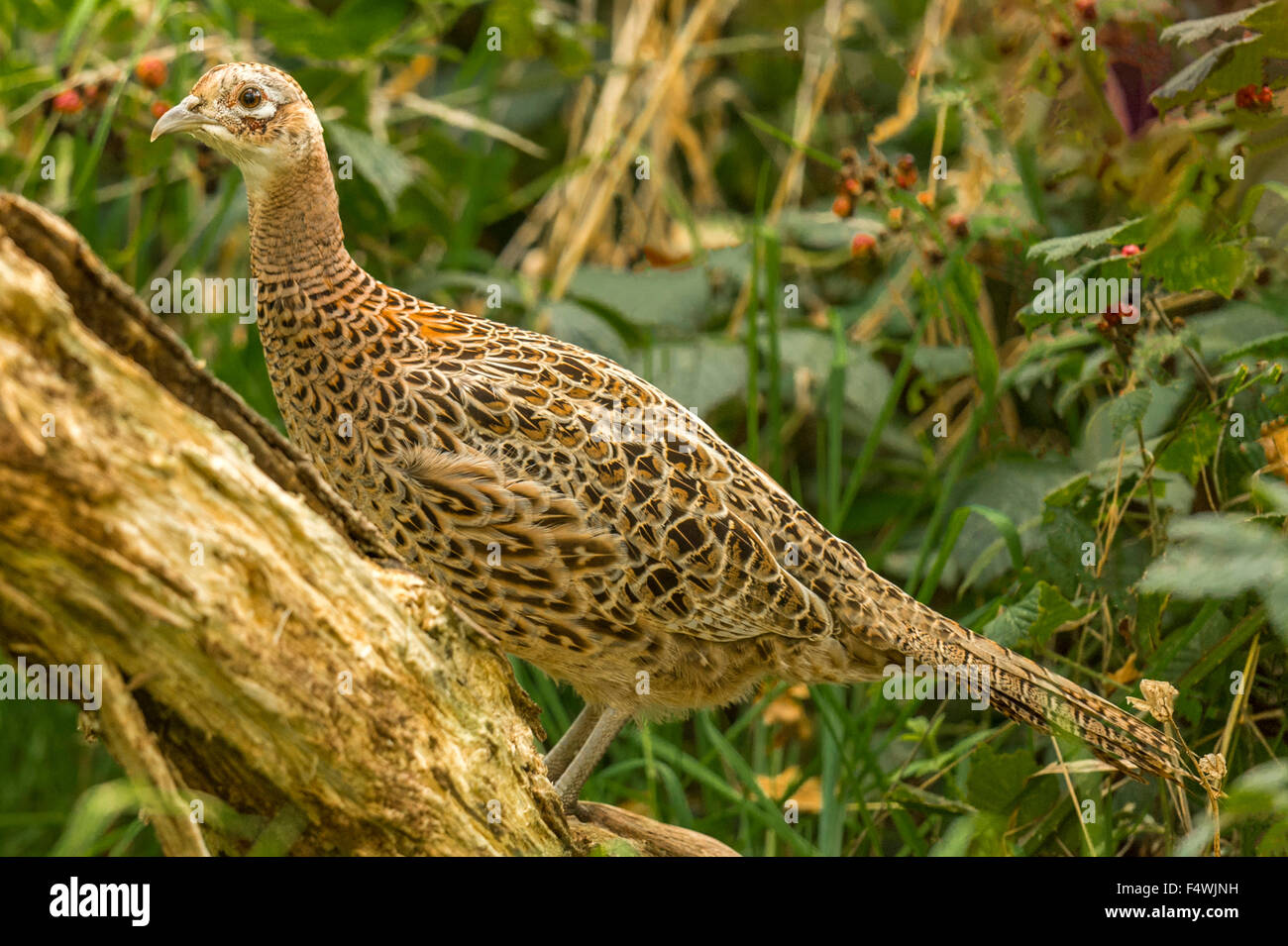 Pheasants Print main image 1
