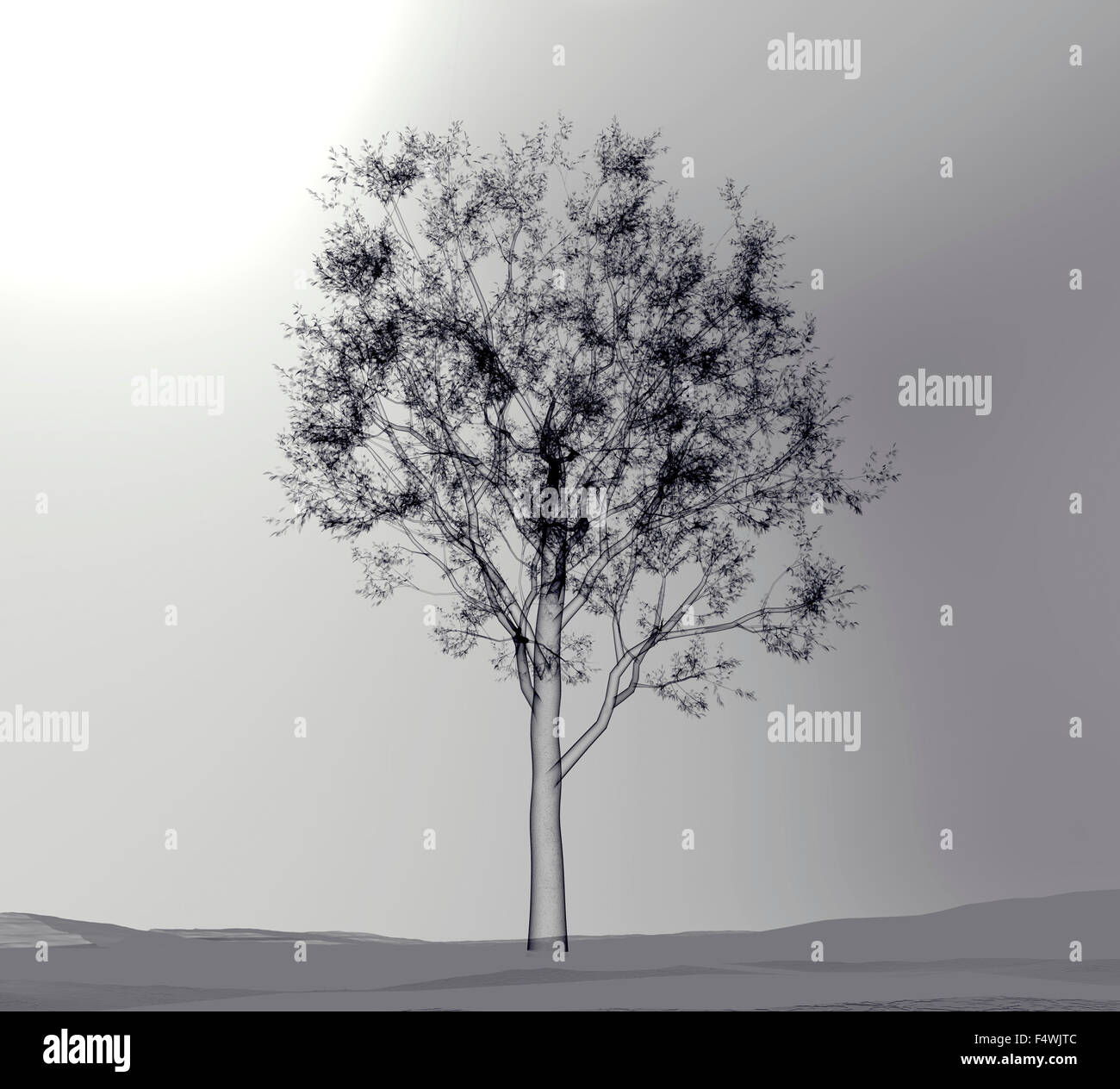 Tree x ray hi-res stock photography and images - Alamy Tree x ray hi-res stock photography and images - Alamy