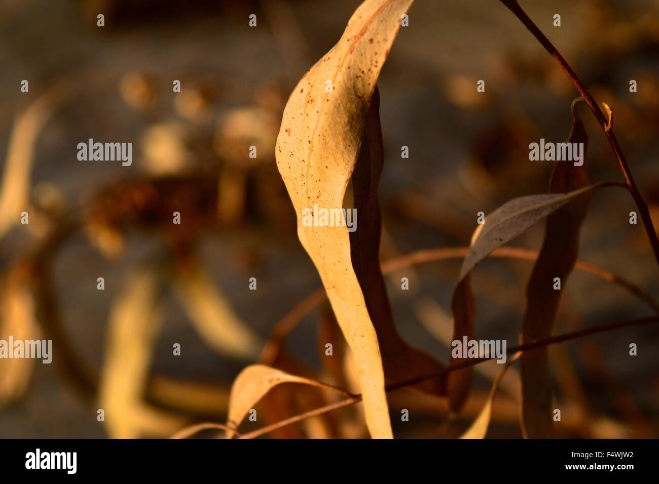 Brown Leaves Stock Photograph Stock Photo