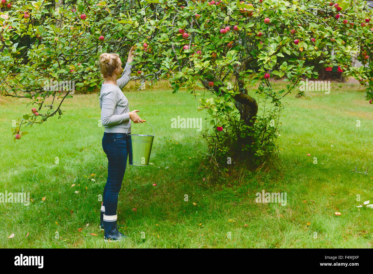 Finland, Uusimaa, Sipoo, Woman picking apples from tree Stock Photo Alamy