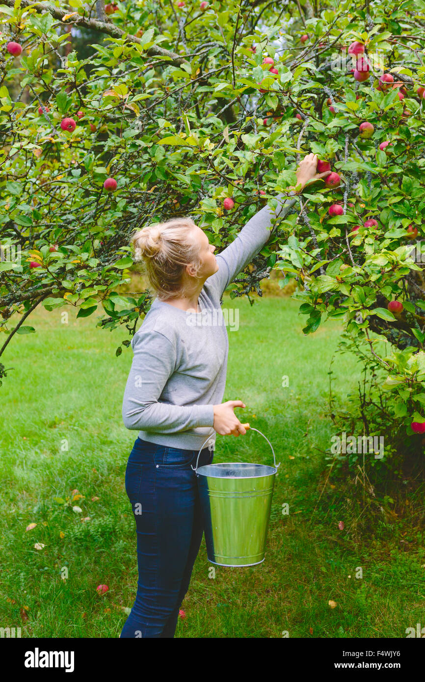Finland, Uusimaa, Sipoo, Woman picking apples from tree Stock Photo Alamy