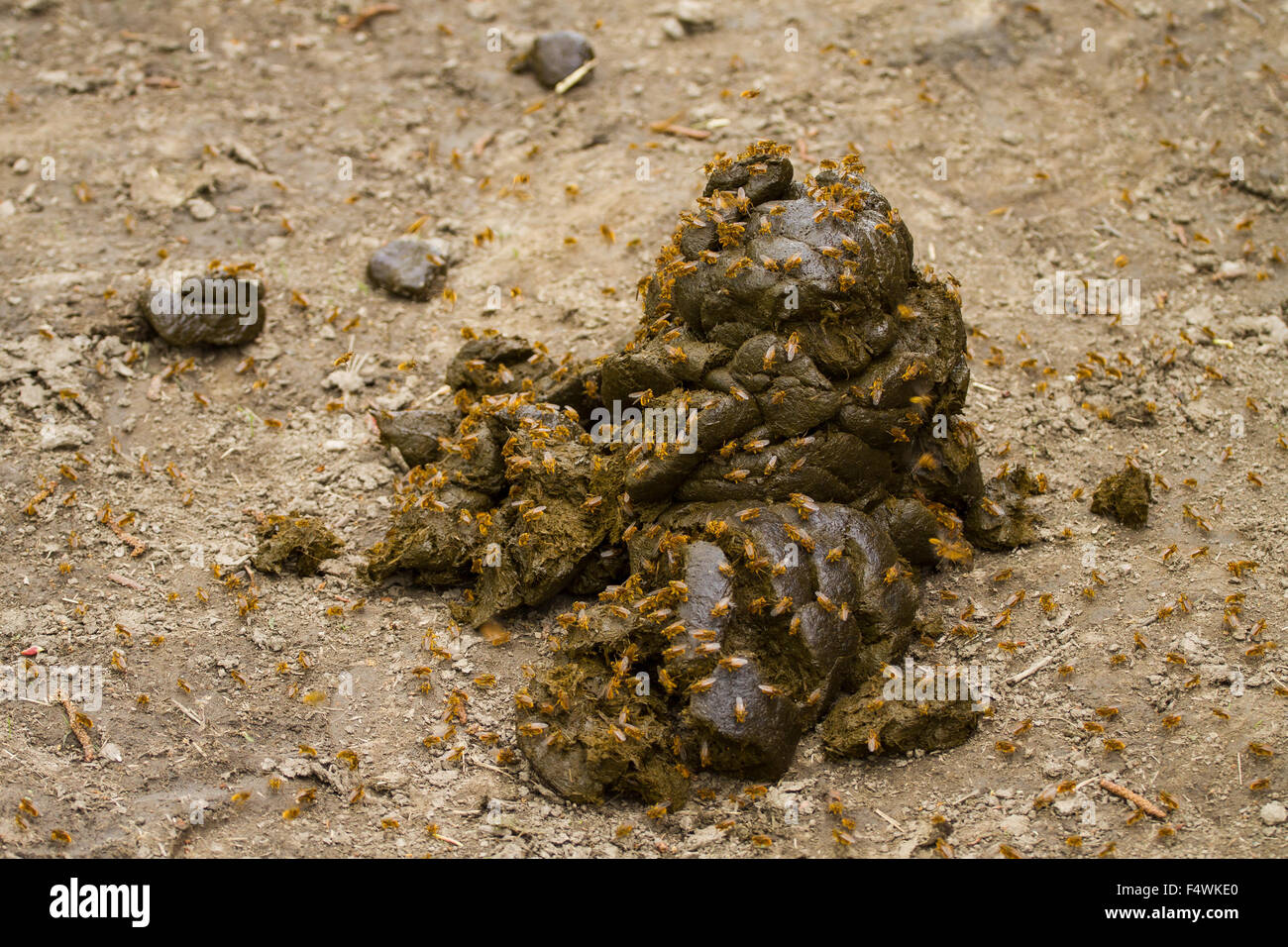 A pile of fresh horse manure Stock Photo