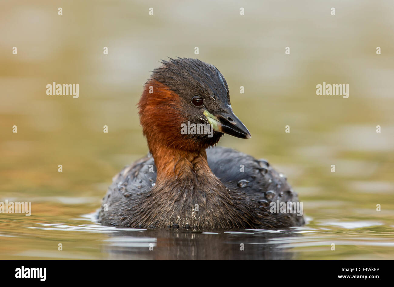 Little Grebe low level Stock Photo