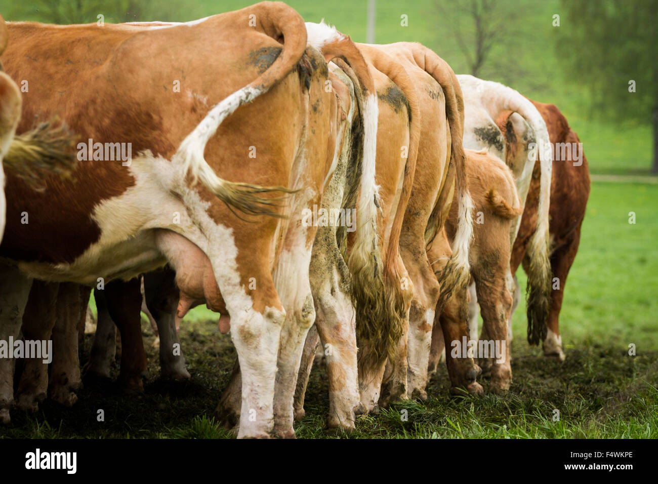 Cows standing in a row Stock Photo Alamy