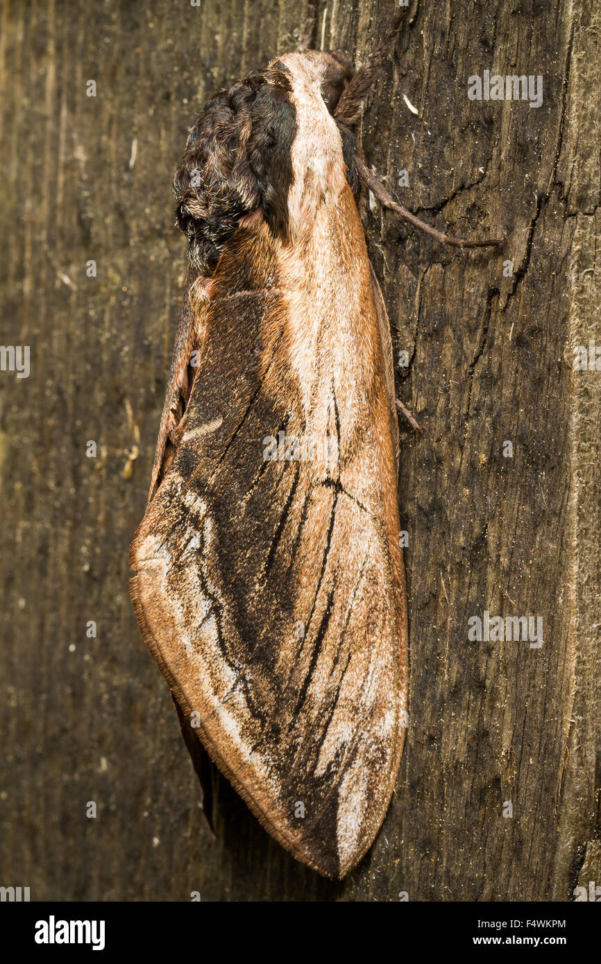 Hawk Moth on wood background close up Stock Photo - Alamy