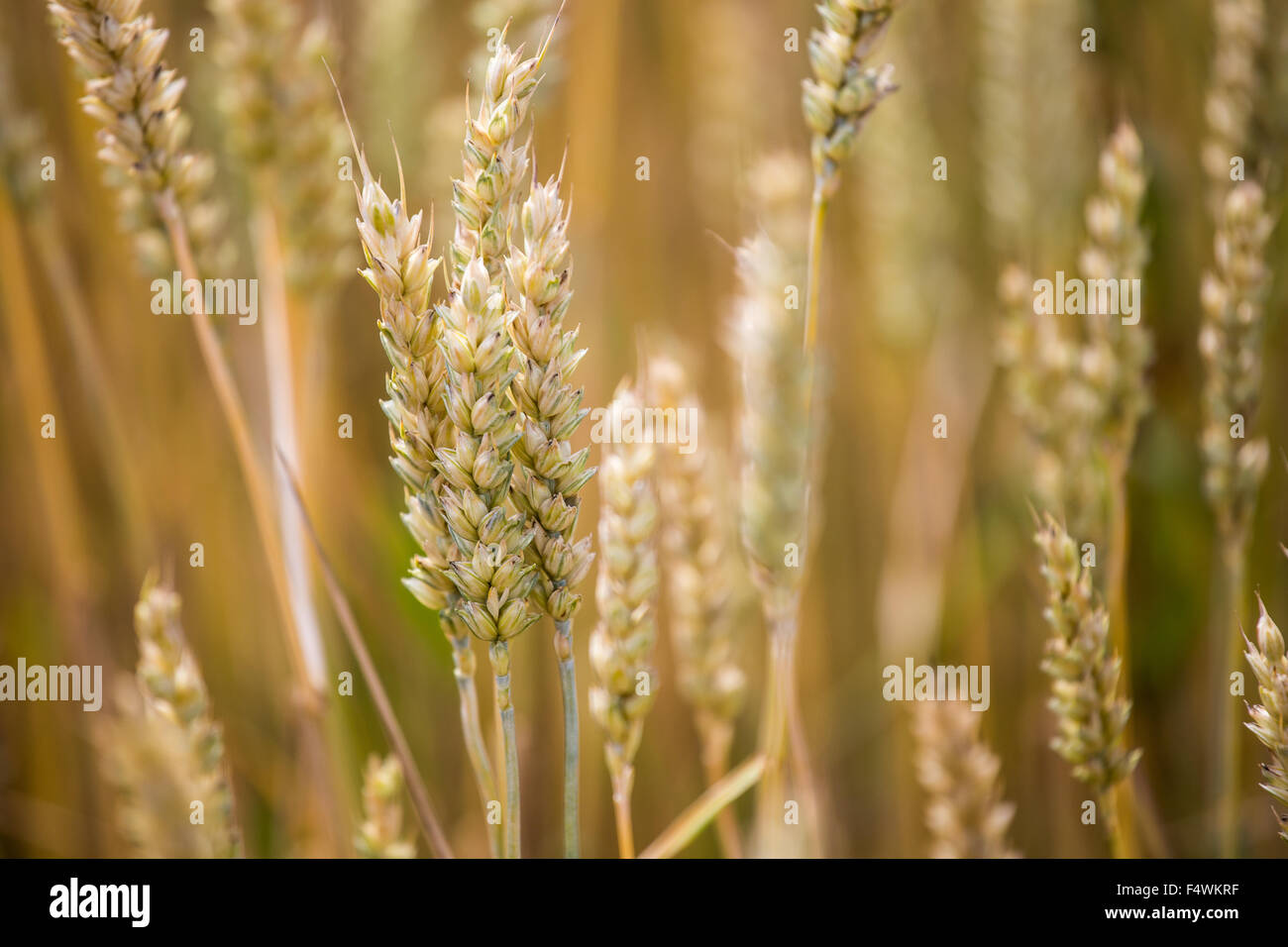 Ripe Rye Color Detail of a ripe ear of rye Stock Photo - Alamy