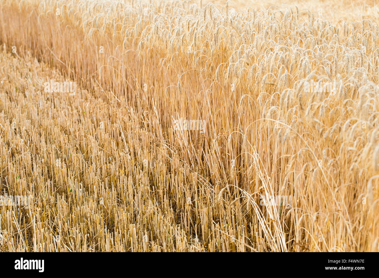 Ears of ripe barley. Harvest season Stock Photo Alamy
