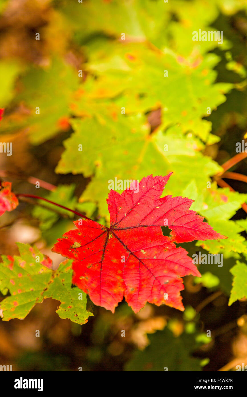 A red maple leaf against green leaves during the autumn foliage season in the Blue Ridge National Park outside Asheville, North Carolina. Stock Photo