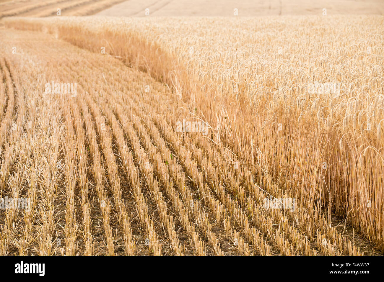 Ears of ripe barley. Harvest season Stock Photo Alamy