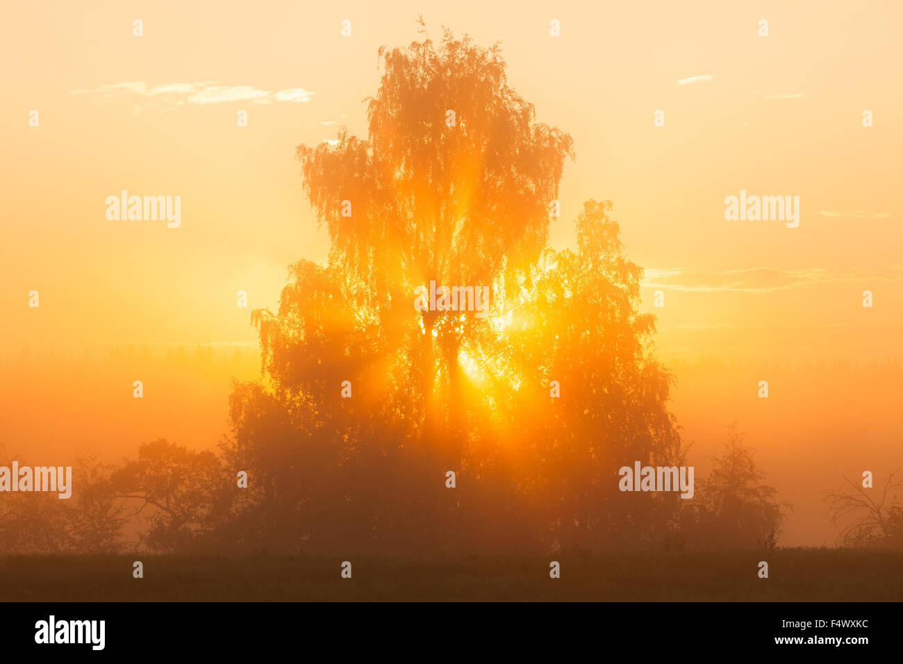Sunbeams through foliage hi-res stock photography and images - Alamy