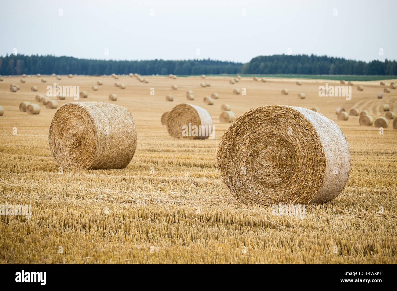 Hay bales on the field after harvest Stock Photo - Alamy