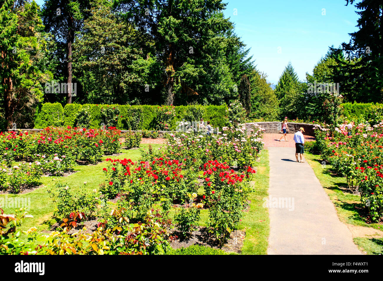 The World famous Rose gardens atop of Washington park in Portland Oregon  Stock Photo - Alamy