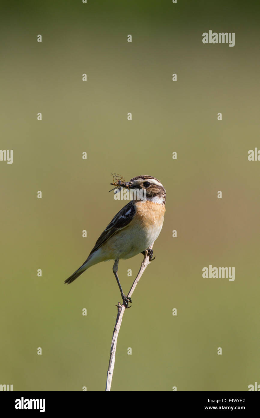 Whinchat (Saxicola rubetra) male with insect prey in beak Stock Photo
