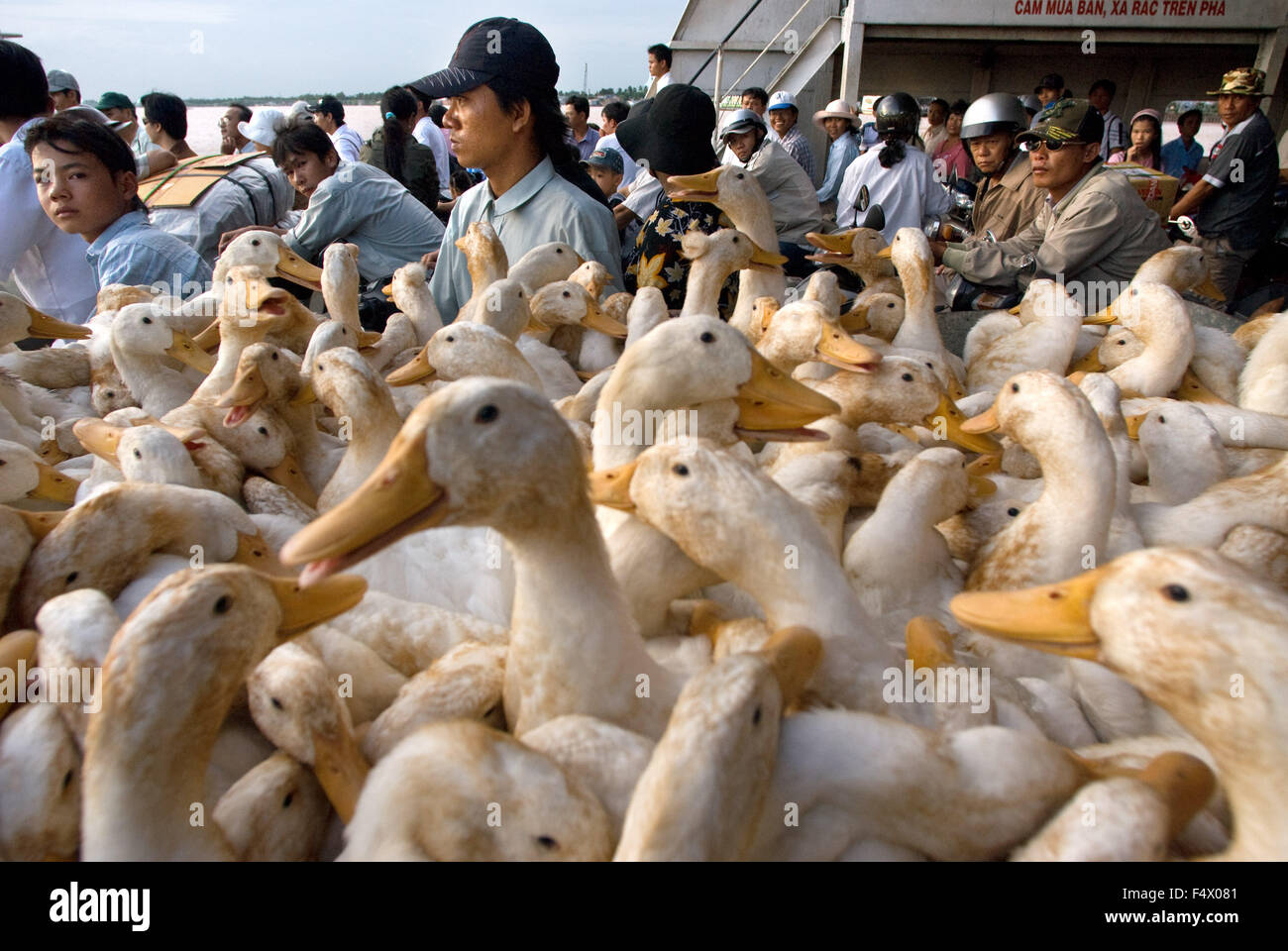 A lot of ducks on the public ferry to cross the Long Vinh Co Chien River. Mekong Delta. Stock Photo