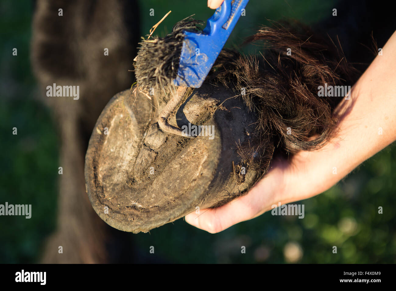 Hoof pick hires stock photography and images Alamy