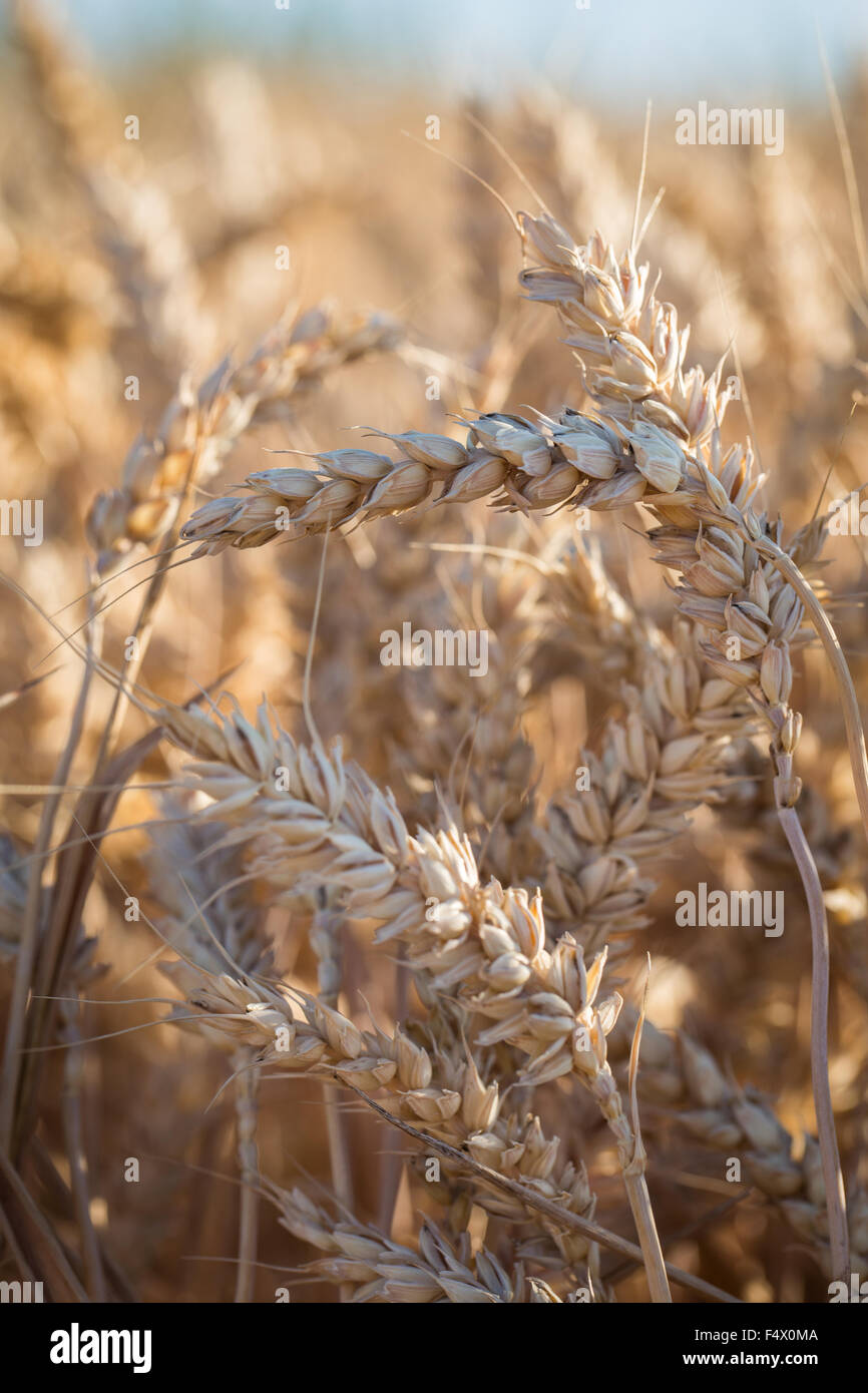 Ripe Rye Color Detail of a ripe ear of rye Stock Photo - Alamy