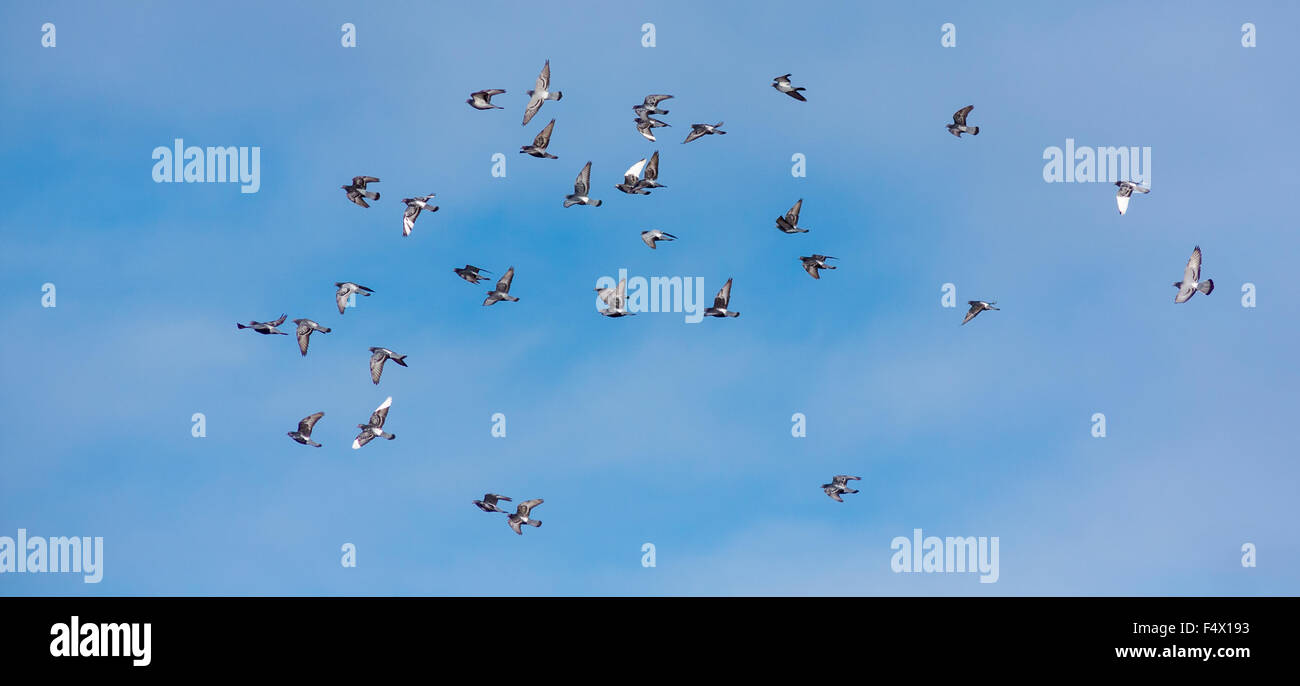 Flock of pigeons flying in the blue sky Stock Photo