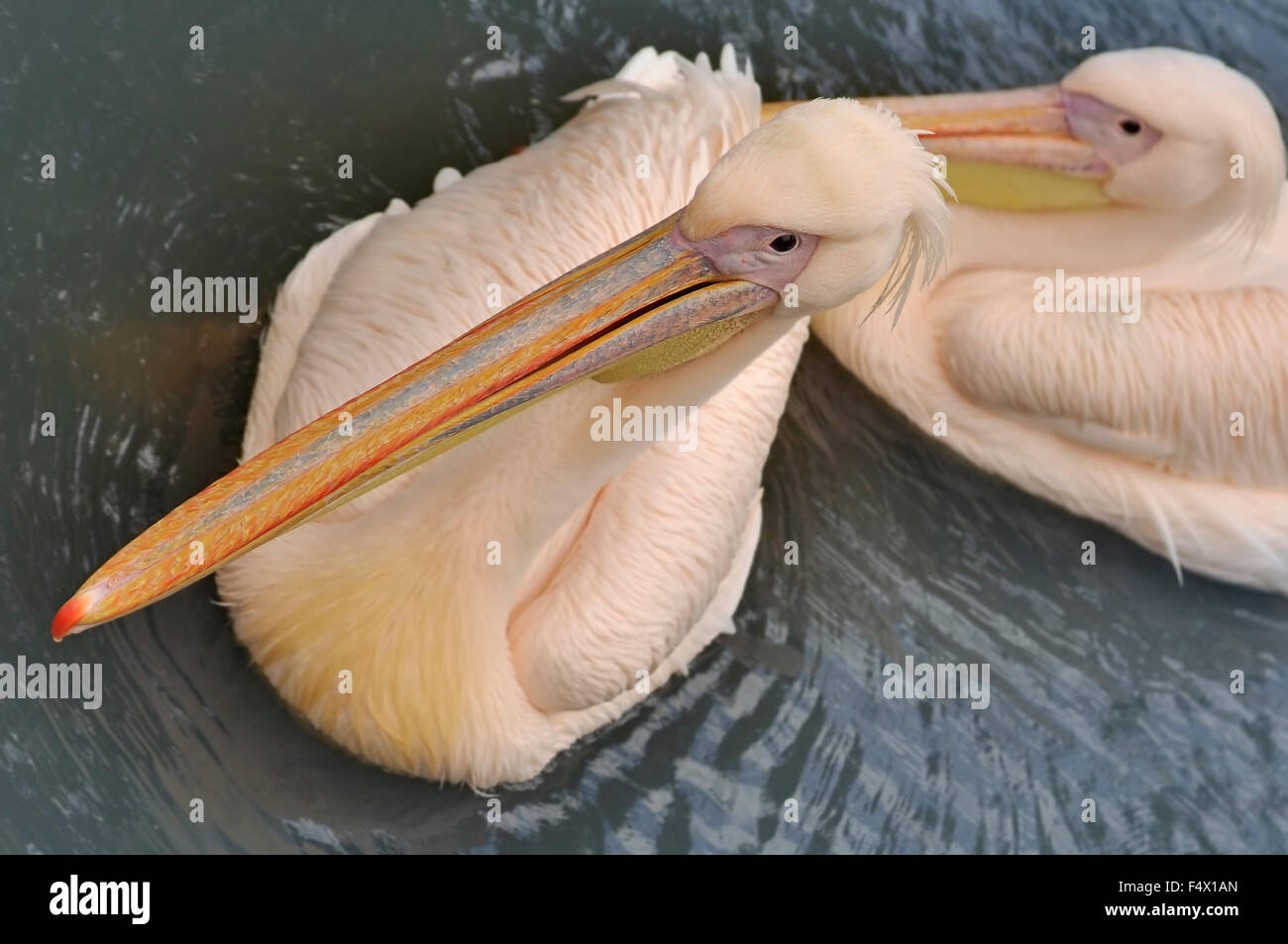 Pink Pelican (Pelecanus onocrotalus) Stock Photo