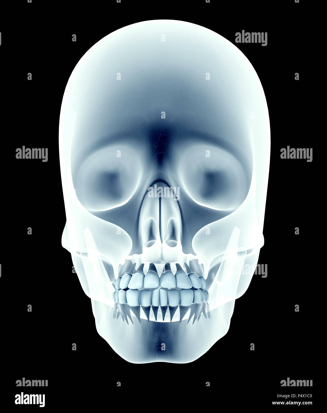 Skull with teeth hires stock photography and images Alamy