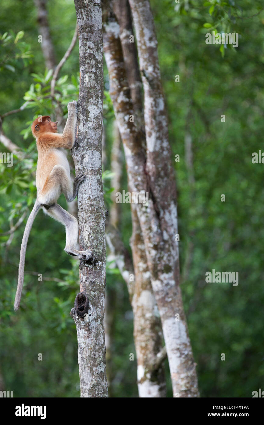 Proboscis Monkey (Nasalis larvatus) young male climbing tree  in Bornean coastal mangrove forest, Malaysia Stock Photo