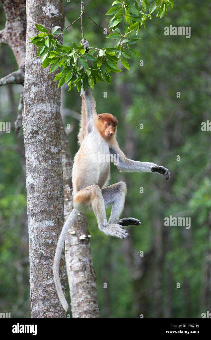Proboscis Monkey (Nasalis larvatus) swinging from tree branch in Bornean mangrove forest, Sabah, Malaysia Stock Photo