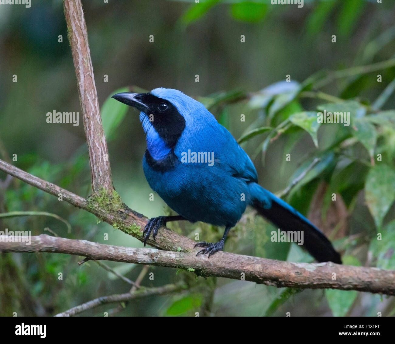 Turquoise Jay (Cyanolyca turcosa) perching on tree branch in cloud forest of the Andes Mountains in northwestern Ecuador Stock Photo