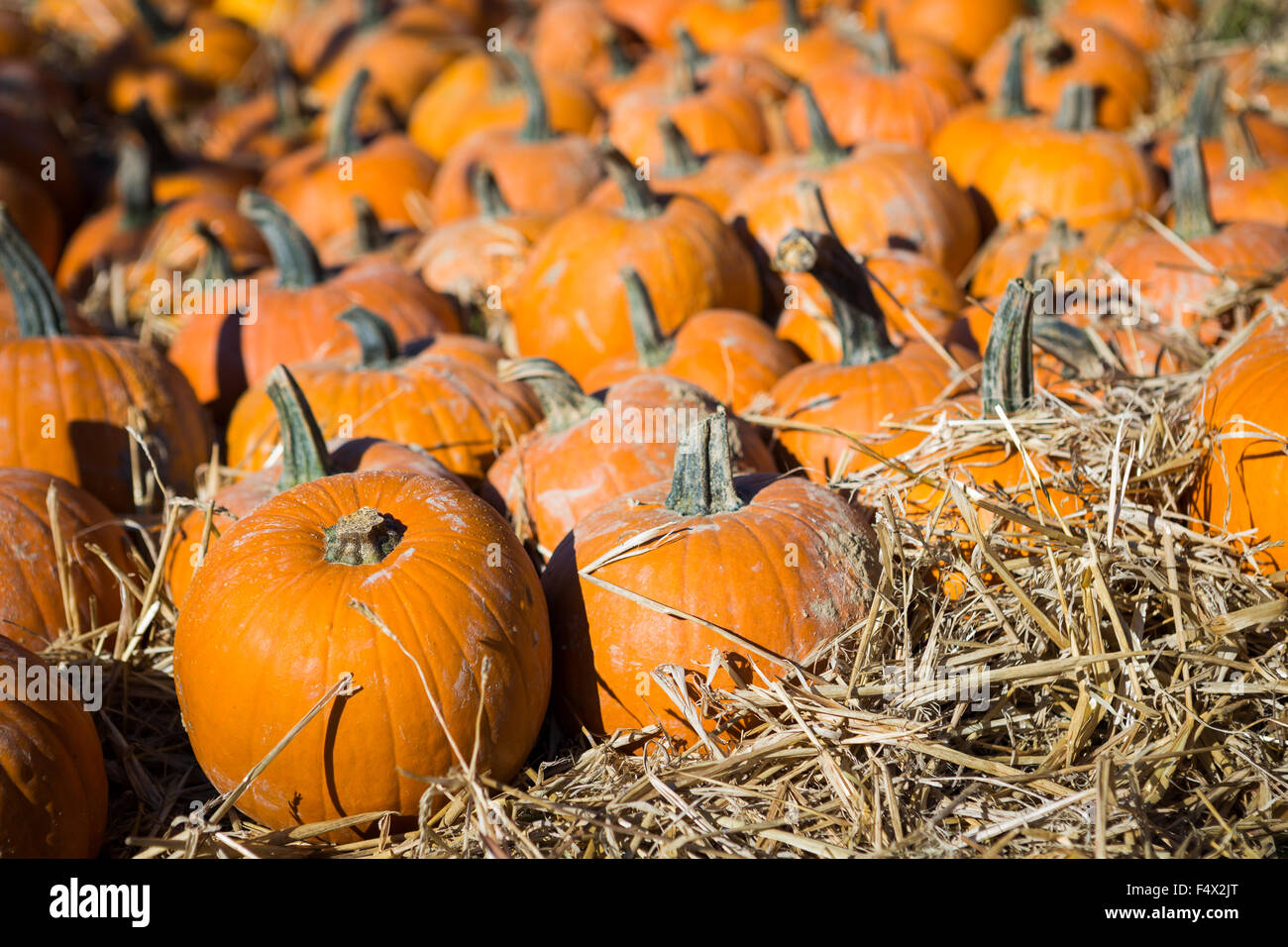 Pile of small pumpkins at the Farmers market Stock Photo - Alamy
