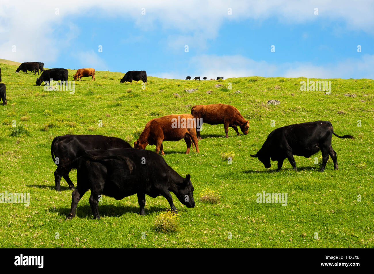 Kohala ranch hires stock photography and images Alamy