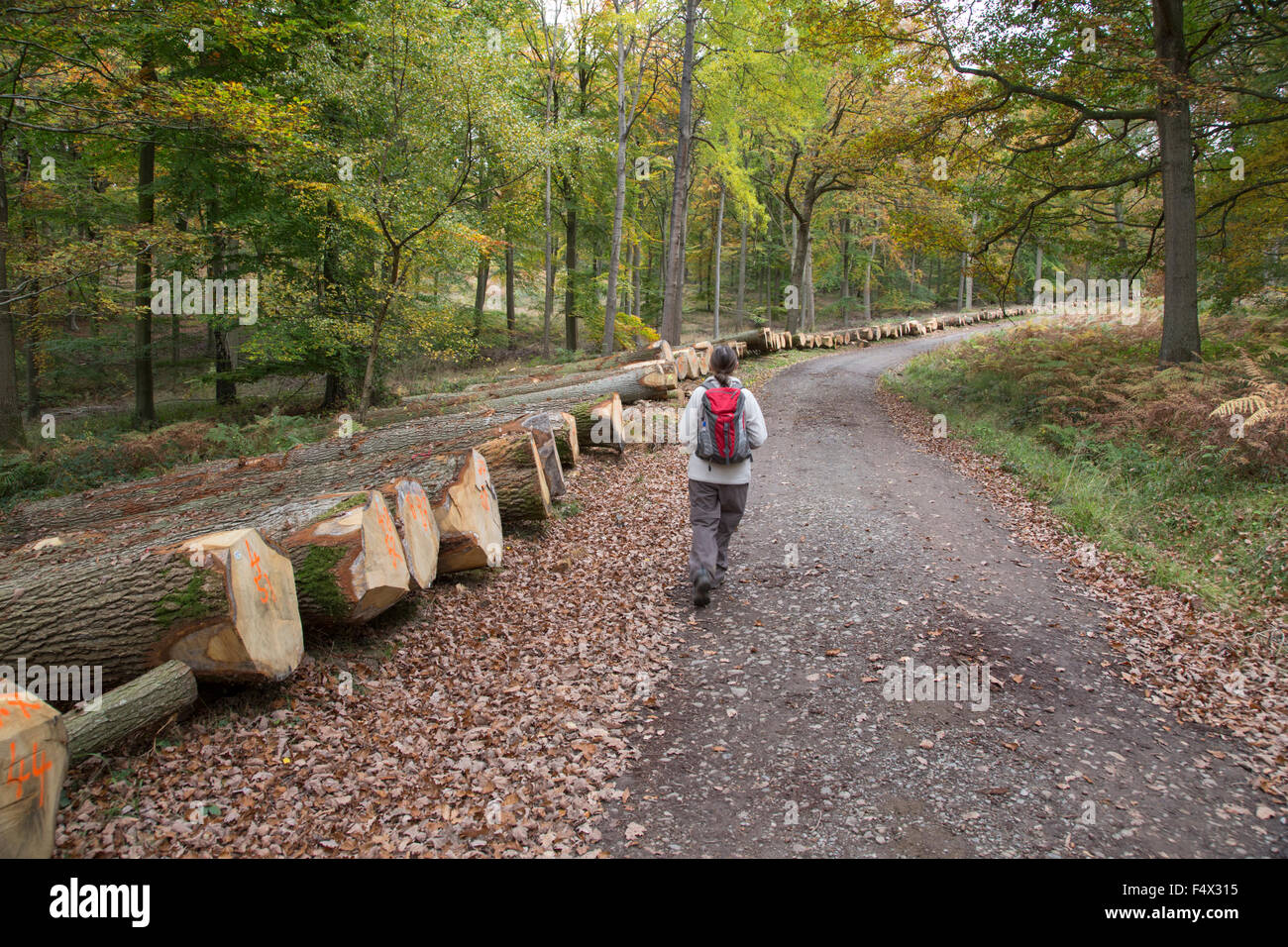 Wyre Forest near Bewdley, Worcestershire, England, UK. 23rd October 2015. Sustainable