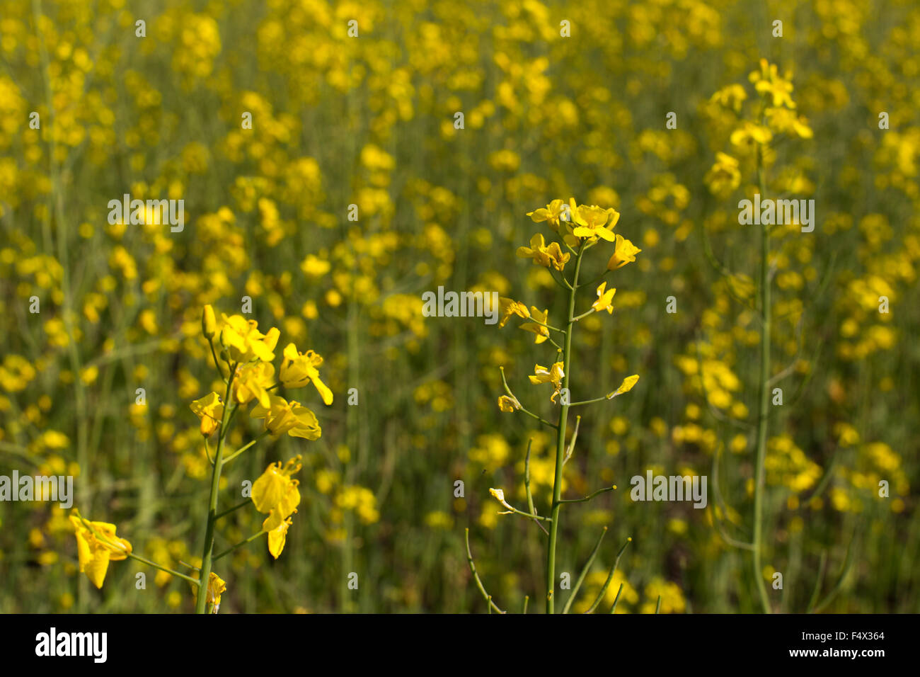 Rape field on a sunny day Stock Photo - Alamy