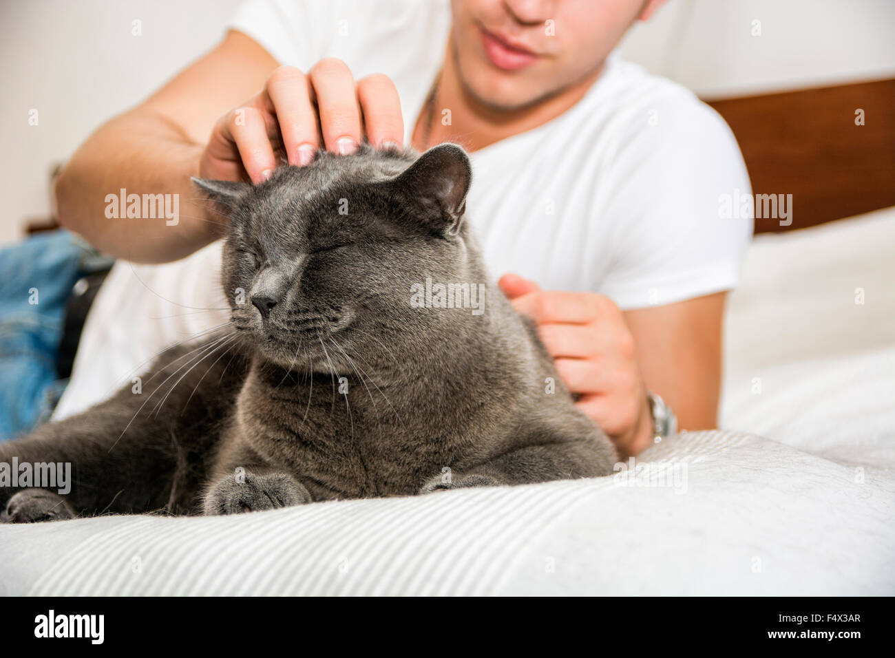 Handsome Young Animal-Lover Man on a Bed, Hugging and Cuddling his Gray Domestic Cat Pet. Stock Photo