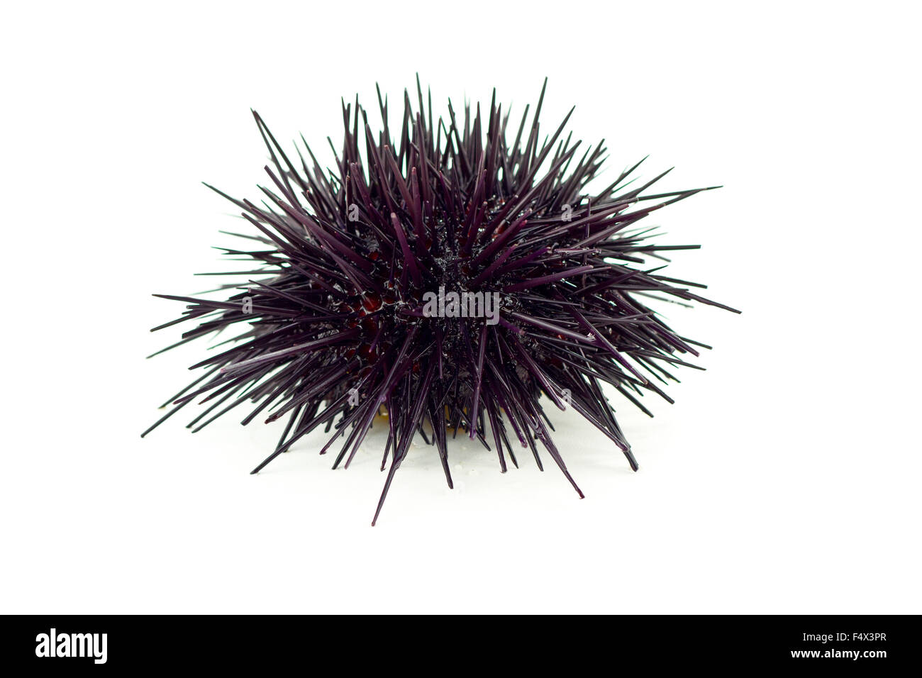 Sea urchin. Stock Photo